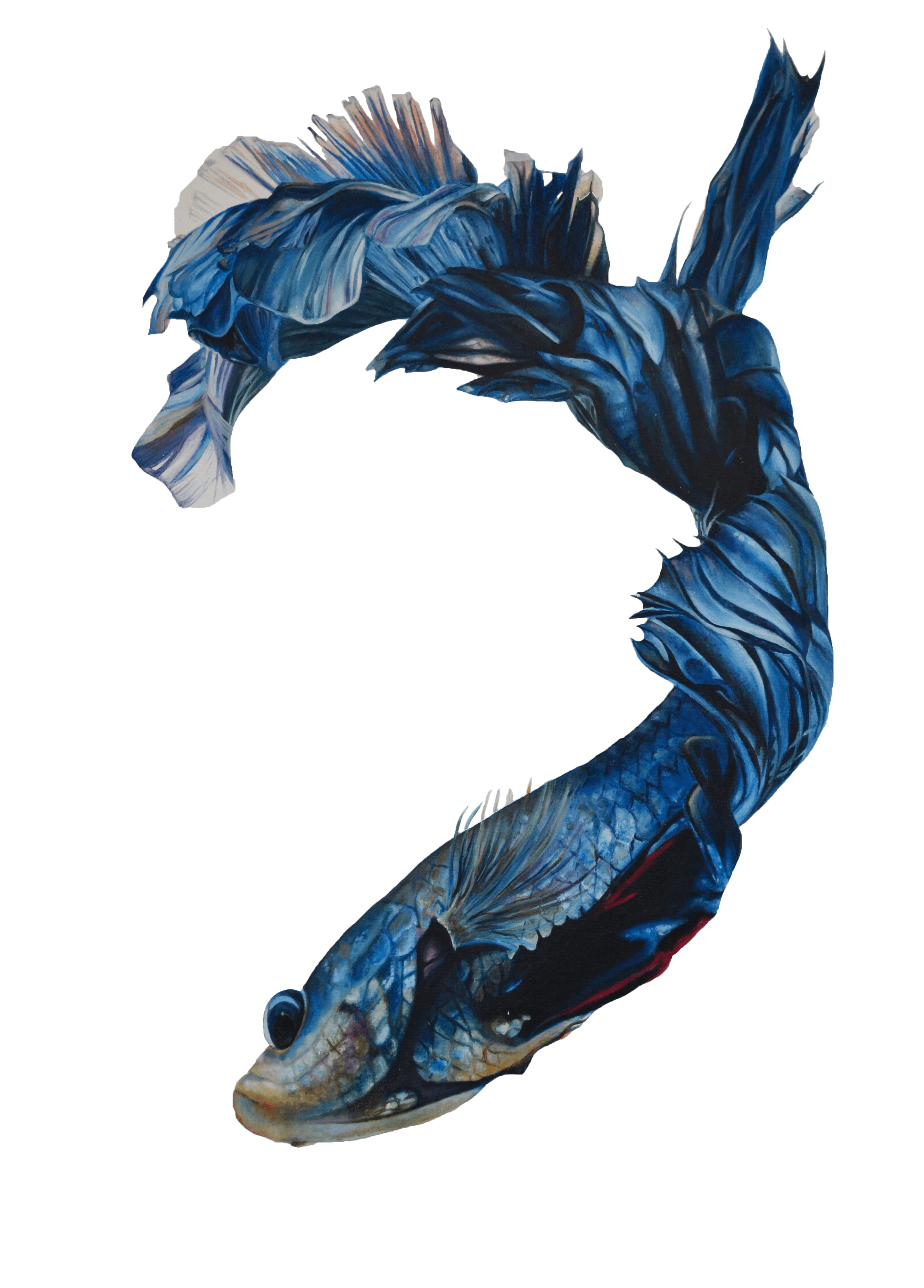 Betta 1