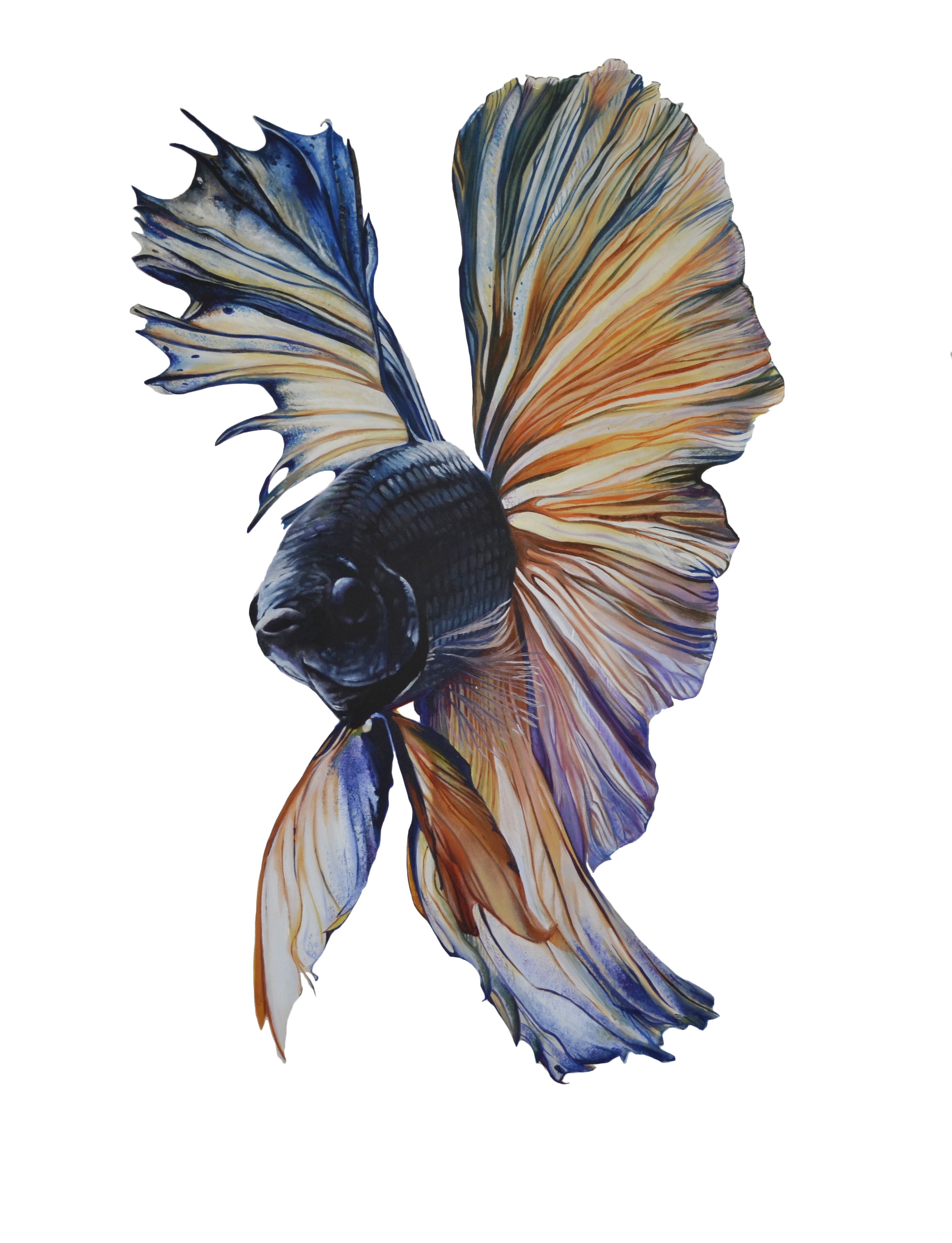 Betta 2