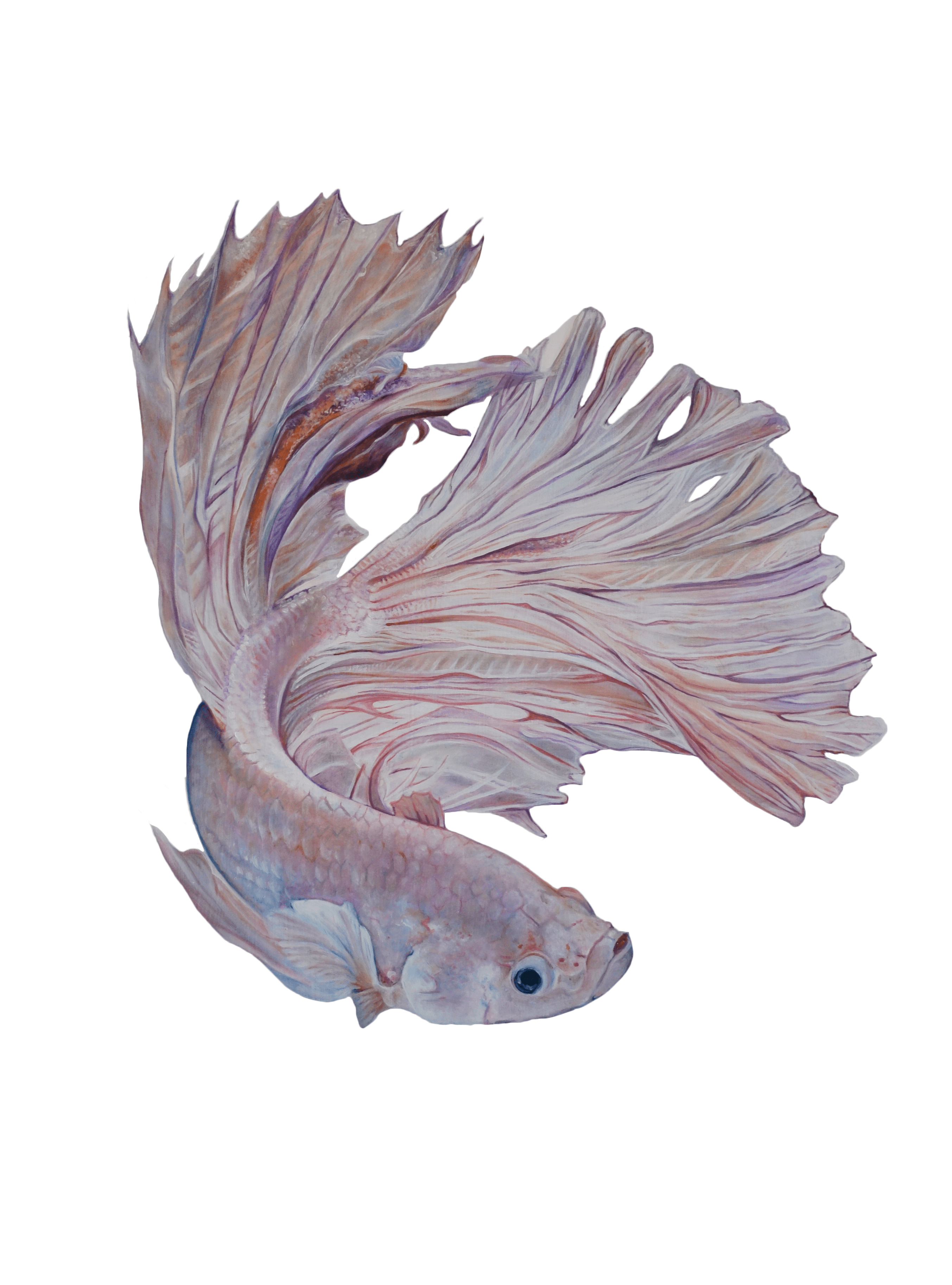 Betta 4